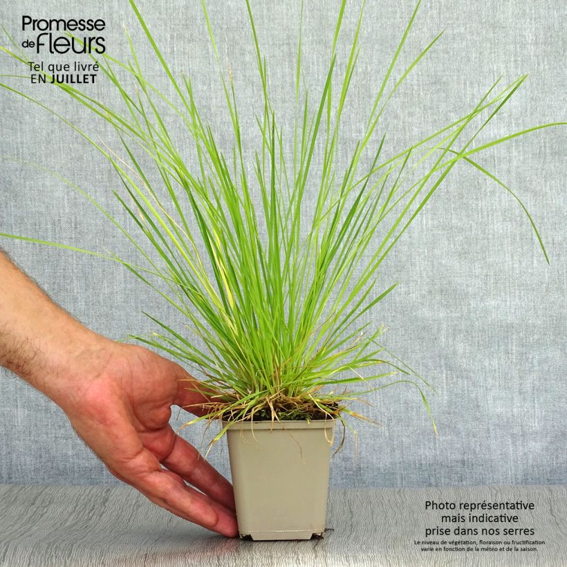 Exemplar von Rasen-Schmiele Bronzeschleier - Deschampsia caespitosa Kleine Töpfe von 8/9 cm wie im Sommer geliefert