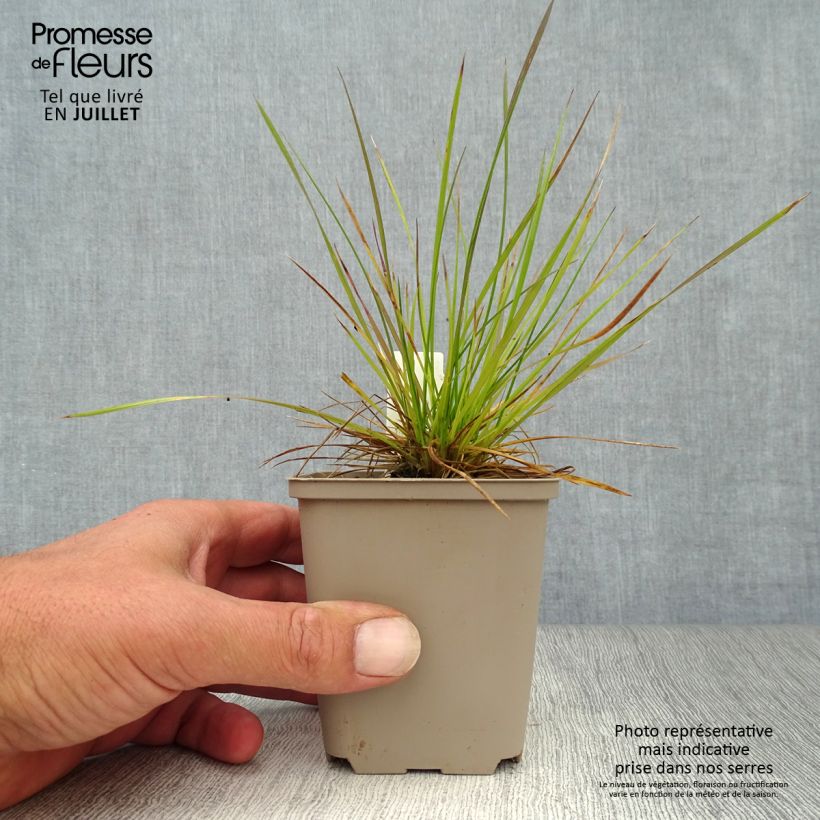 Exemplar von Rasen-Schmiele - Deschampsia caespitosa Kleine Töpfe von 8/9 cm wie im Sommer geliefert