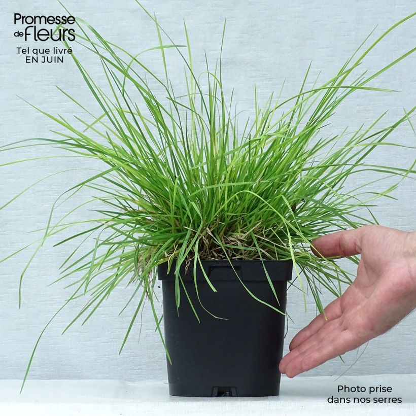 Exemplar von Rasen-Schmiele - Deschampsia caespitosa Topf mit 2L/3L wie im Sommer geliefert