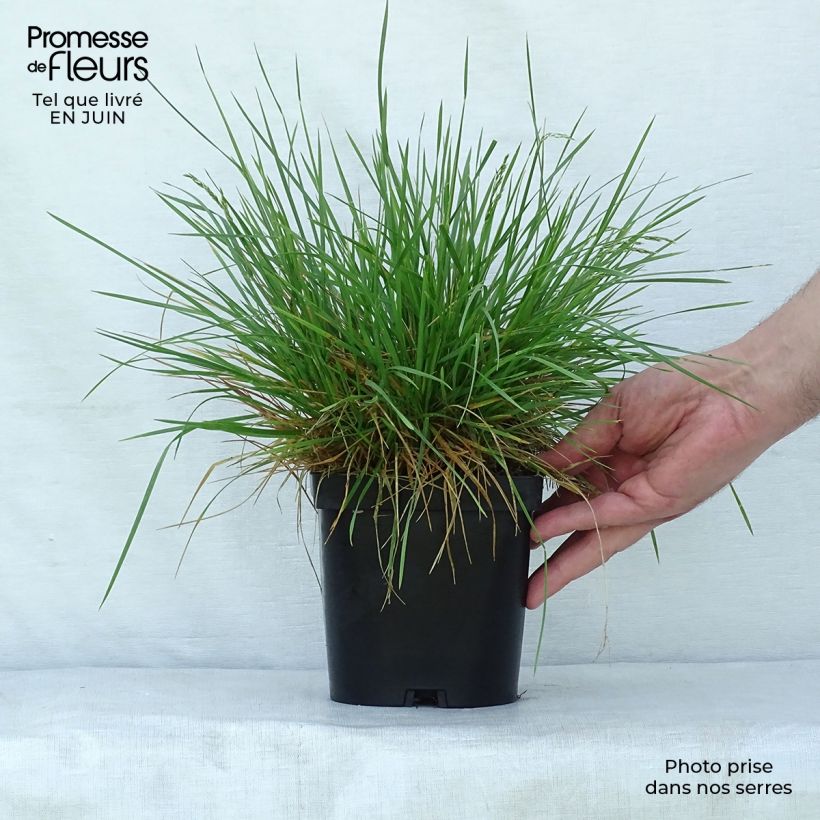Exemplar von Rasen-Schmiele Goldschleier - Deschampsia caespitosa Topf mit 1,5L/2L wie im Sommer geliefert