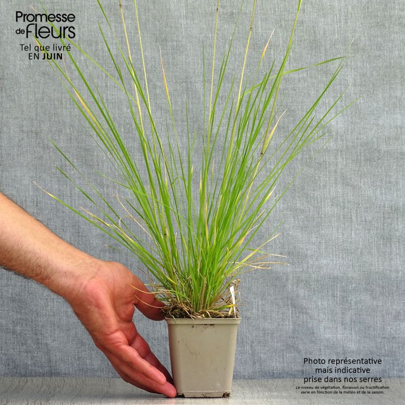 Exemplar von Rasen-Schmiele Goldtau - Deschampsia caespitosa Kleine Töpfe von 8/9 cm wie im Sommer geliefert