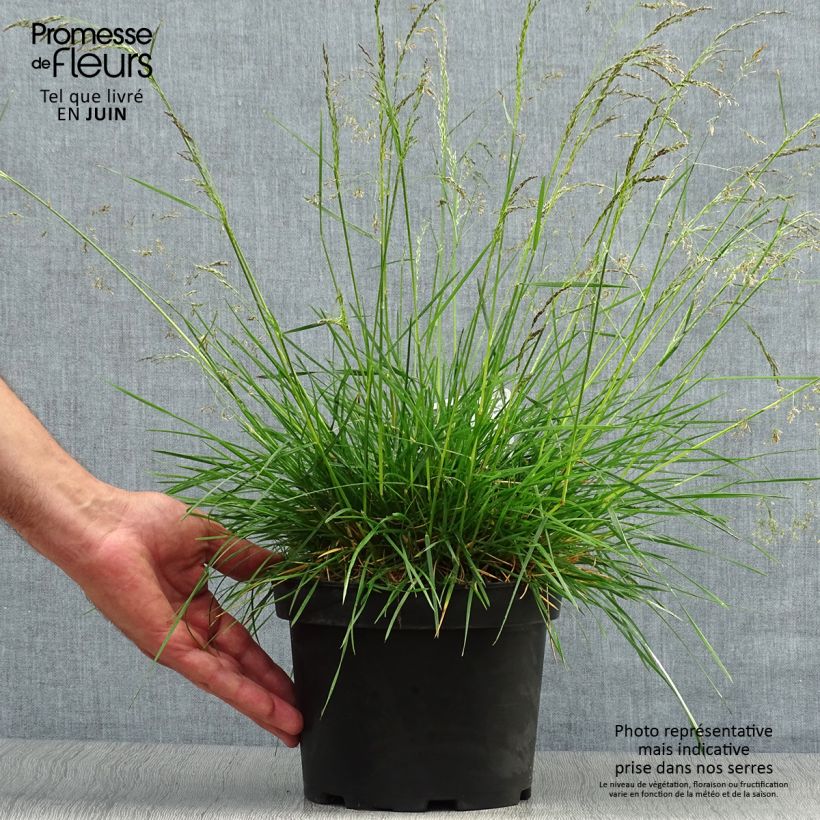 Exemplar von Rasen-Schmiele Goldtau - Deschampsia caespitosa Topf mit 2L/3L wie im Sommer geliefert