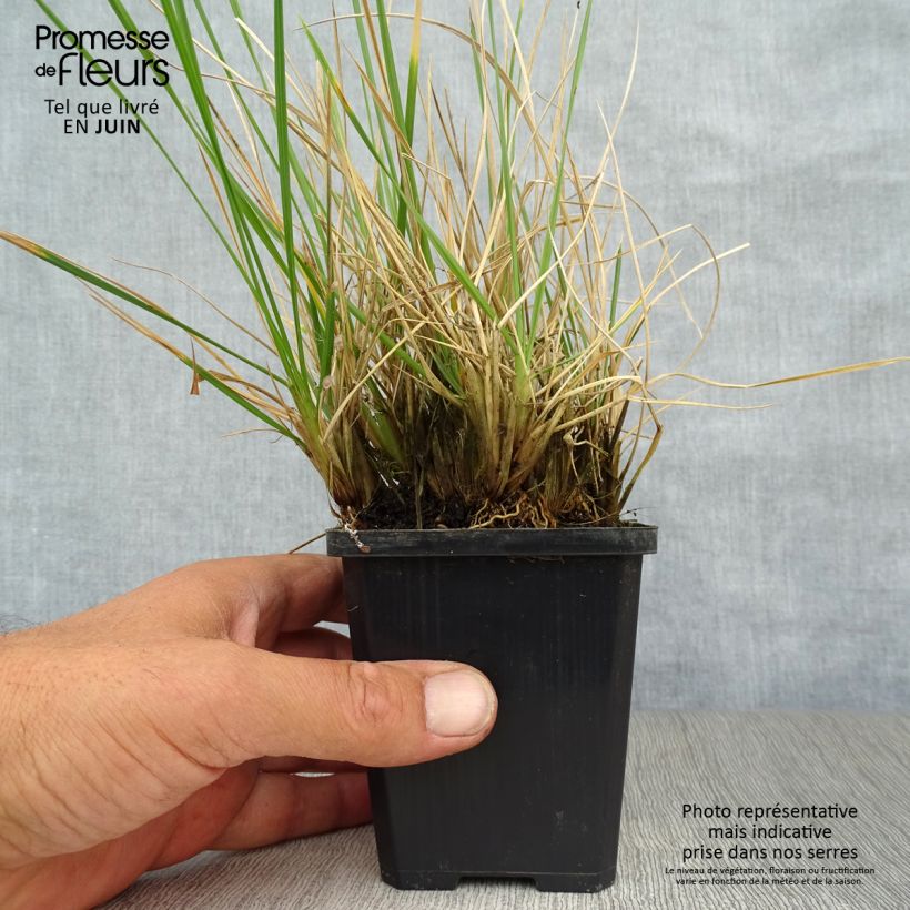 Exemplar von Rasen-Schmiele Palava - Deschampsia caespitosa Kleine Töpfe von 8/9 cm wie im Sommer geliefert