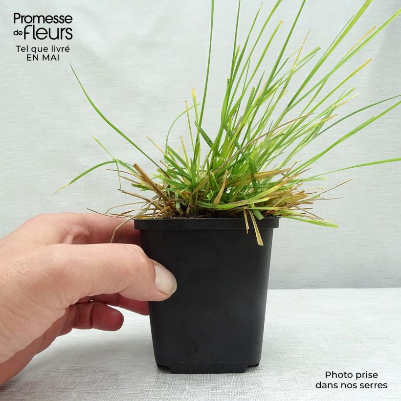 Exemplar von Rasen-Schmiele Tardiflora - Deschampsia caespitosa Kleine Töpfe von 8/9 cm wie im Frühjahr geliefert
