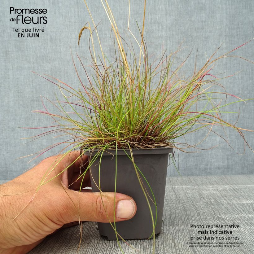 Exemplar von Schlängel-Schmiele - Deschampsia flexuosa Kleine Töpfe von 8/9 cm wie im Sommer geliefert