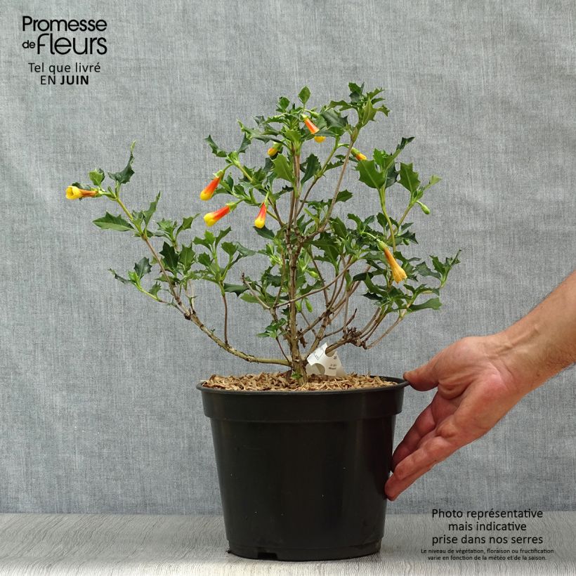 Exemplar von Desfontainia spinosa - Desfontainie Topf mit 3L/4L wie im Sommer geliefert