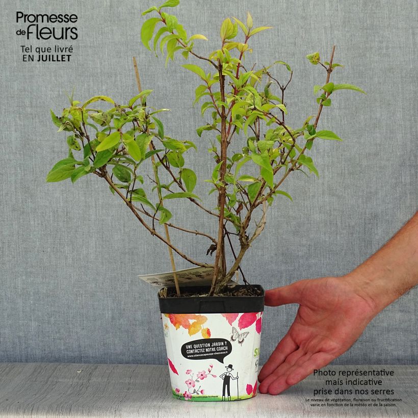 Exemplar von Deutzia Sternchenstrauch (Tourbillon Rouge) - Pracht-Deutzie Topf mit 2L/3L wie im Sommer geliefert