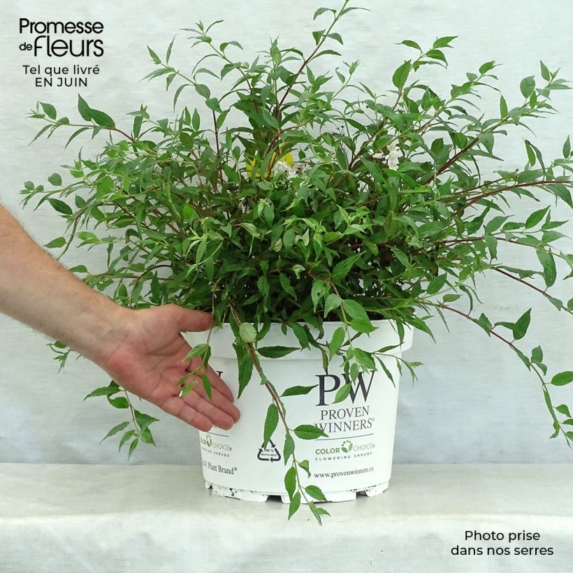 Exemplar von Deutzia Yuki Cherry Blossom - Deutzie Topf mit 7,5L/10L wie im Sommer geliefert