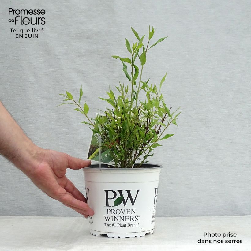 Exemplar von Deutzia Yuki Snowflake - Deutzie Topf mit 2L/3L wie im Sommer geliefert