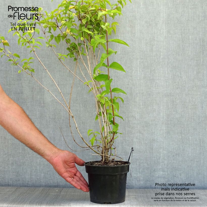 Exemplar von Deutzia crenata Pride of Rochester - Scharfe Deutzie Topf mit 2L/3L wie im Sommer geliefert