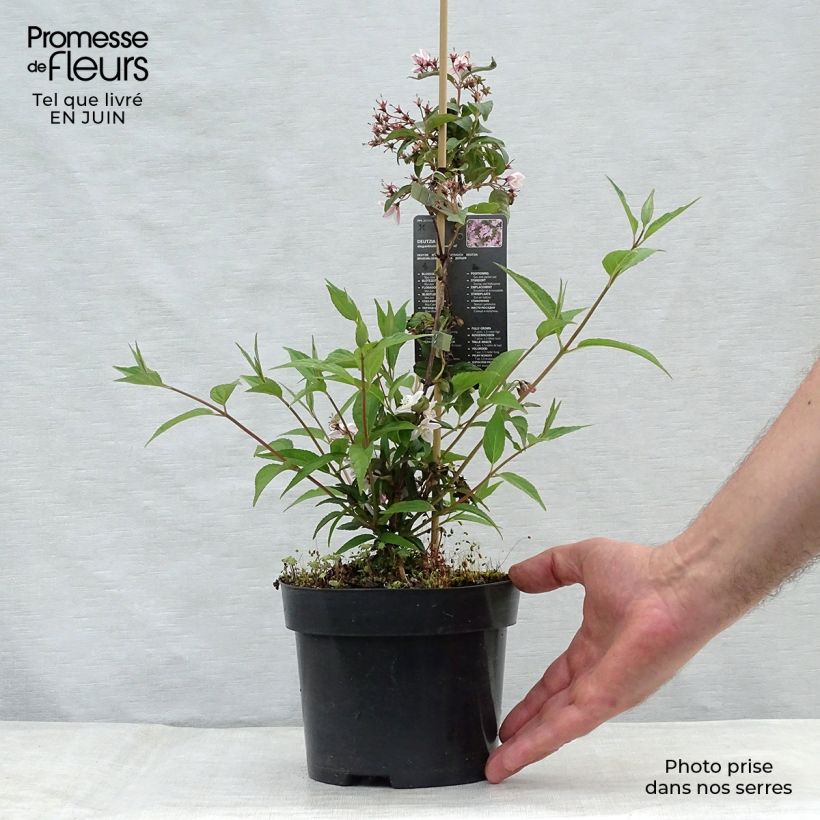 Exemplar von Deutzia elegantissima Rosealind - Deutzie Topf mit 2L/3L wie im Sommer geliefert