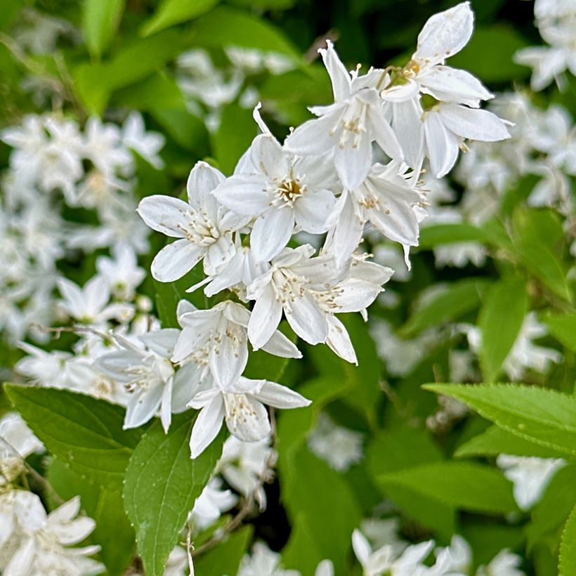 Deutzia gracilis - Zierliche Deutzie (Blüte)