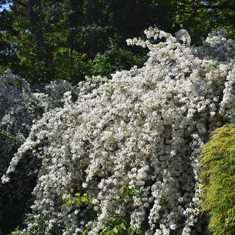 Deutzia gracilis Nikko - Zierliche Deutzie (Hafen)