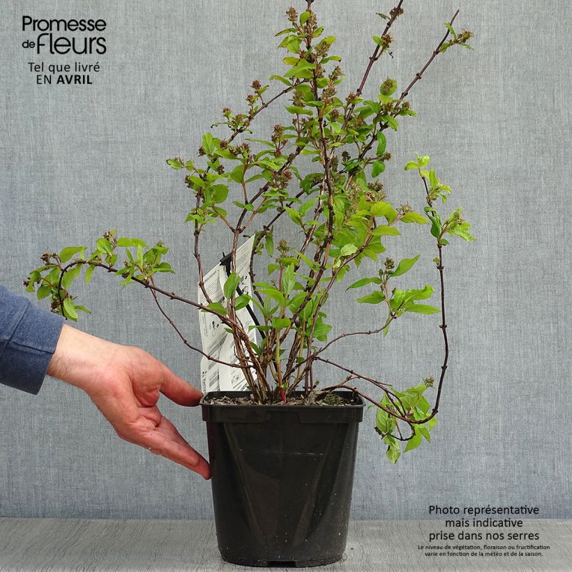 Exemplar von Deutzia Raspberry Sundae - Deutzie Topf mit 3L/4L wie im Frühjahr geliefert