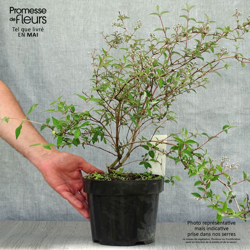 Exemplar von Deutzia monbeigii - Schnee Deutzie Topf mit 2L/3L wie im Frühjahr geliefert