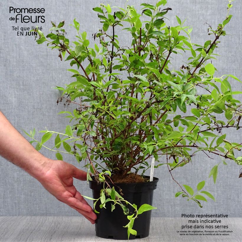 Exemplar von Deutzia purpurascens Kalmiiflora - Purpurrötliche Deutzie Topf mit 3L/4L wie im Sommer geliefert