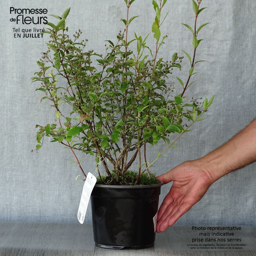Exemplar von Deutzia rosea Campanulata - Deutzie Topf mit 2L/3L wie im Sommer geliefert