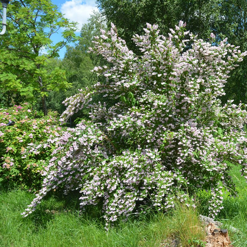 Deutzia scabra Codsall Pink - Scharfe Deutzie (Hafen)