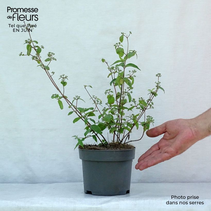 Exemplar von Deutzia setchuenensis var. corymbiflora - Sichuan-Deutzie Topf mit 2L/3L wie im Sommer geliefert