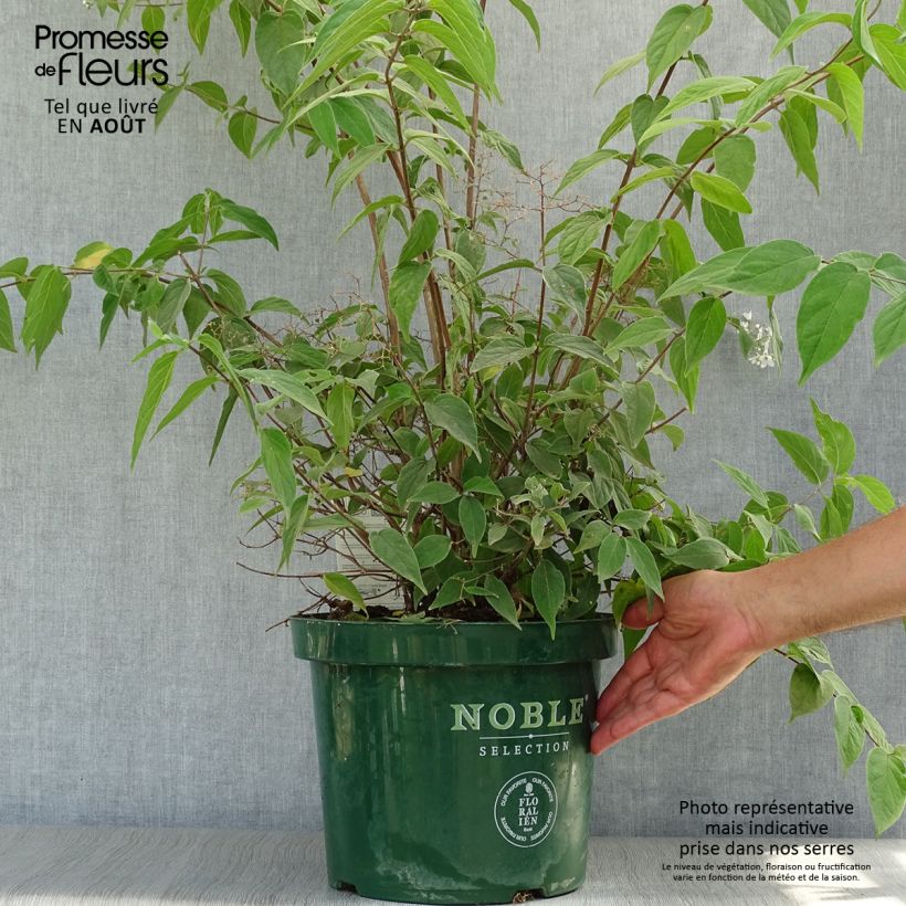 Exemplar von Deutzia setchuenensis var. corymbiflora - Sichuan-Deutzie Topf mit 7,5L/10L wie im Sommer geliefert