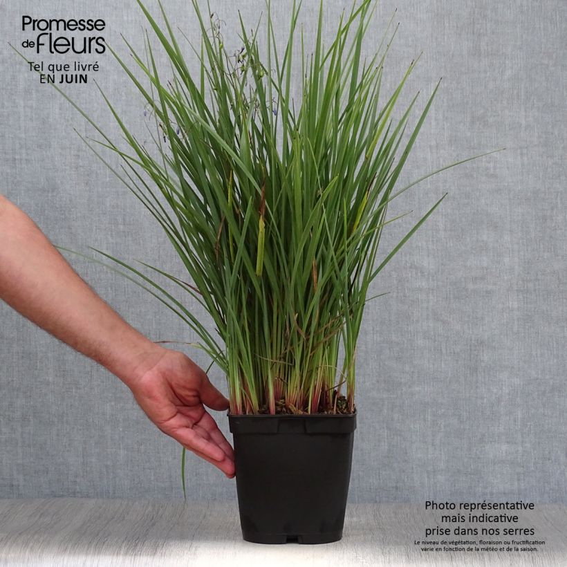 Exemplar von Dianella revoluta Coolvista - Blaue Flachslilie Topf mit 1L/1,5L wie im Sommer geliefert