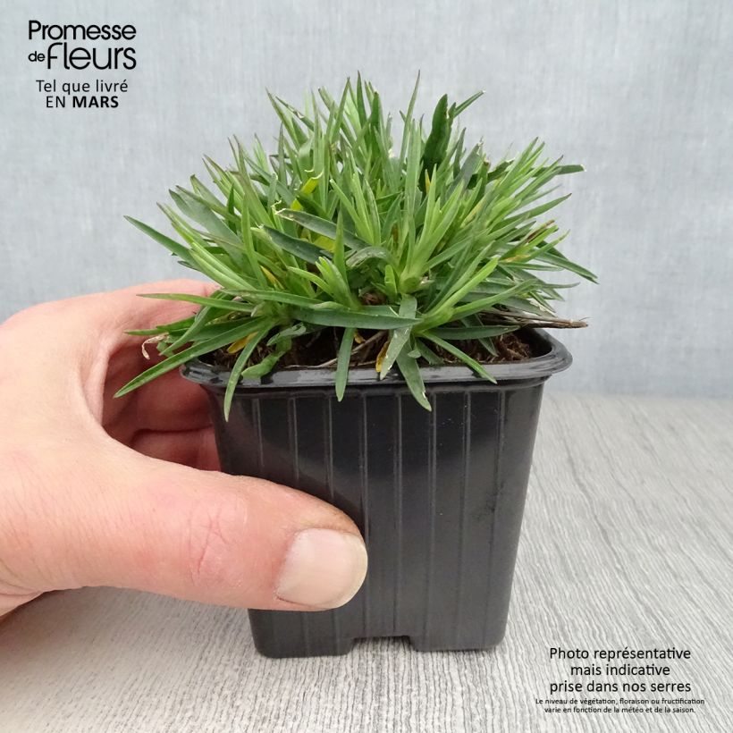 Exemplar von Garten-Nelke Evening Star - Dianthus Kleine Töpfe von 7/8 cm wie im Frühjahr geliefert