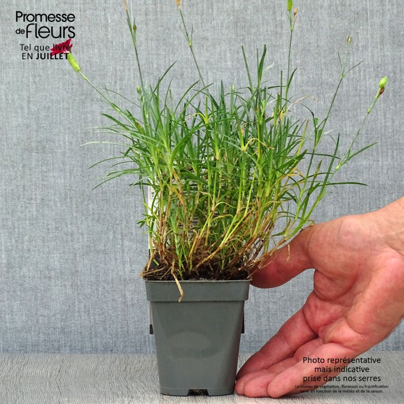 Exemplar von Dianthus alwoodii Fusilier - Garten-Nelke Kleine Töpfe von 8/9 cm wie im Sommer geliefert