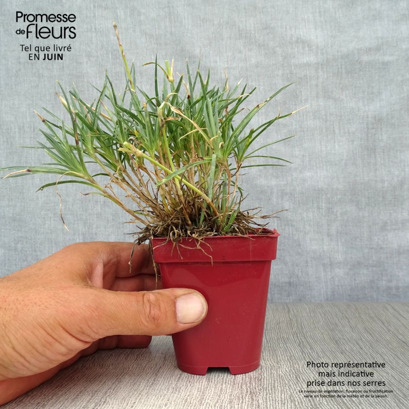 Exemplar von Feder-Nelke Scent First Tickled Pink - Dianthus plumarius Kleine Töpfe von 7/8 cm wie im Sommer geliefert