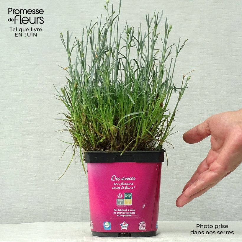 Exemplar von Feder-Nelke Scent First Tickled Pink - Dianthus plumarius Topf mit 2L/3L wie im Sommer geliefert