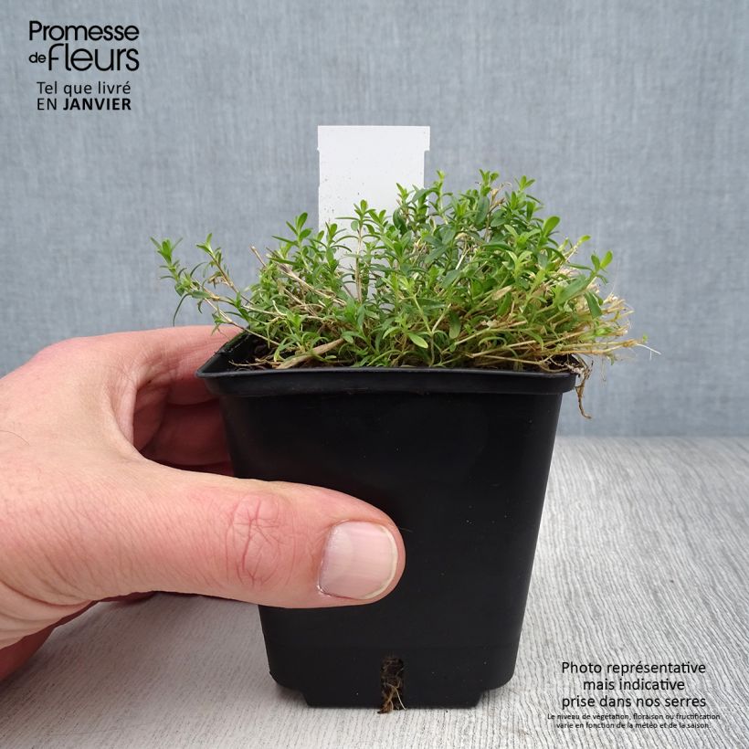 Exemplar von Heide-Nelke Arctic Fire - Dianthus deltoides Kleine Töpfe von 8/9 cm wie im Winter geliefert