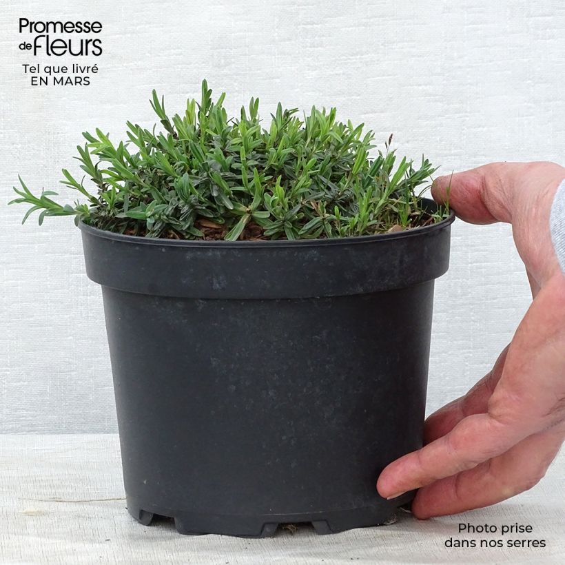 Exemplar von Heide-Nelke Flashing Light - Dianthus deltoides Topf mit 2L/3L wie im Frühjahr geliefert