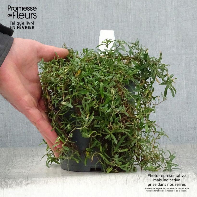 Exemplar von Heide-Nelke Flashing Light - Dianthus deltoides Topf mit 2L/3L wie im Winter geliefert