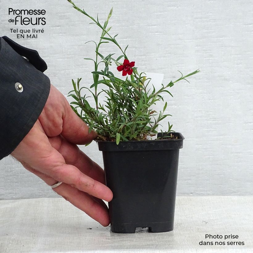 Exemplar von Heide-Nelke Flashing Light - Dianthus deltoides Kleine Töpfe von 8/9 cm wie im Frühjahr geliefert