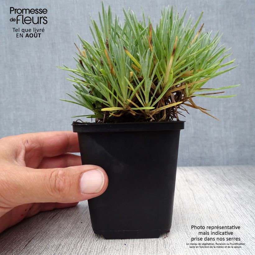 Exemplar von Pfingst-Nelke Bombardier - Dianthus gratianopolitanus Kleine Töpfe von 8/9 cm wie im Sommer geliefert