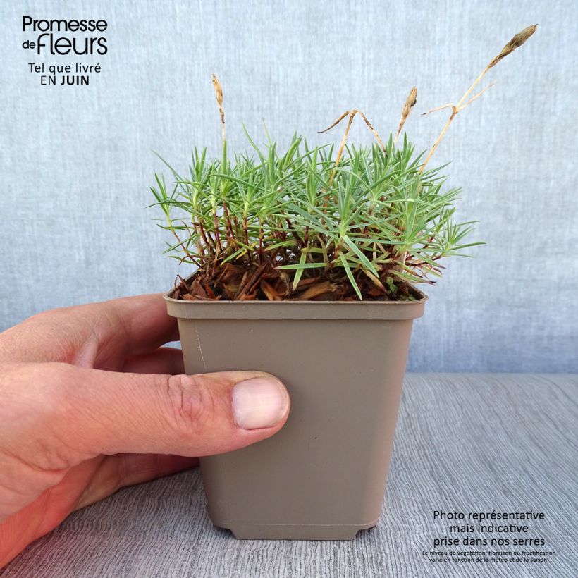 Exemplar von Pfingst-Nelke Eydangeri - Dianthus gratianopolitanus Kleine Töpfe von 8/9 cm wie im Sommer geliefert