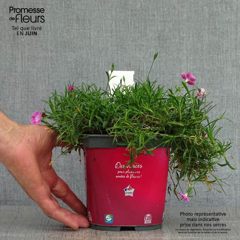 Exemplar von Pfingst-Nelke Kahori - Dianthus gratianopolitanus Topf mit 2L/3L wie im Sommer geliefert