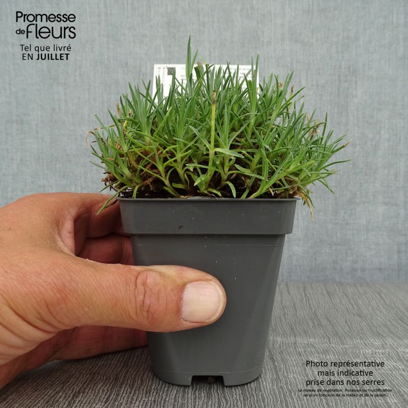 Exemplar von Pfingst-Nelke Whatfield Gem - Dianthus gratianopolitanus Kleine Töpfe von 8/9 cm wie im Sommer geliefert