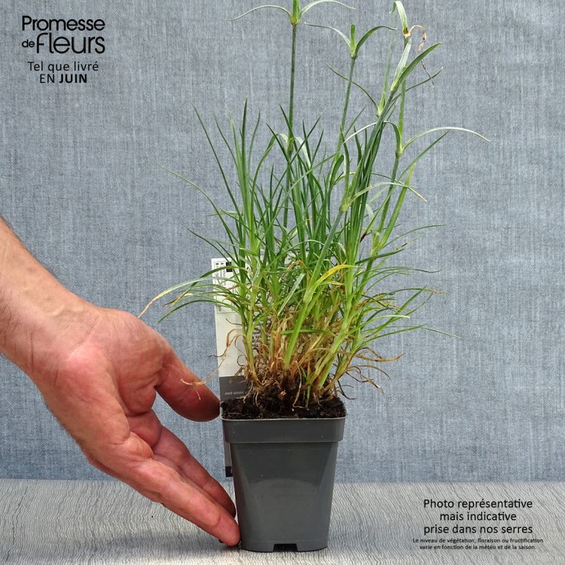 Exemplar von Feder-Nelke Cranmere Pool - Dianthus plumarius Kleine Töpfe von 7/8 cm wie im Sommer geliefert