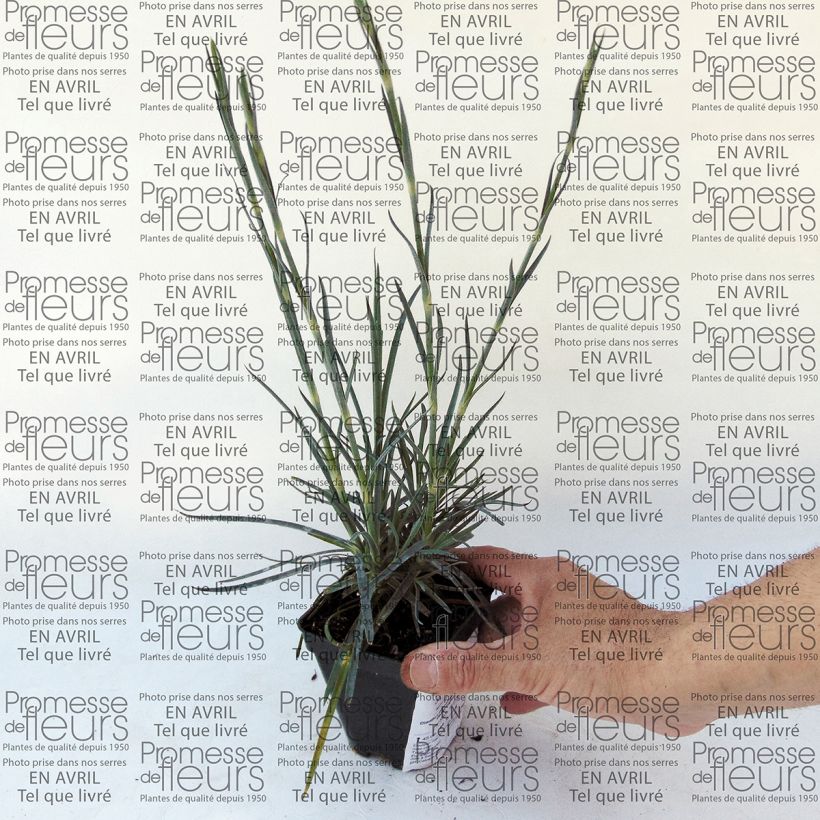 Beispiel eines Exemplars von Feder-Nelke Devon Magic - Dianthus plumarius Kleine Töpfe von 8/9 cm wie geliefert