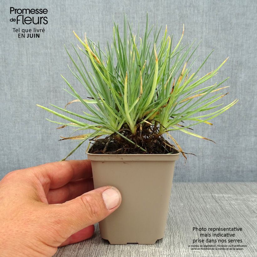 Exemplar von Feder-Nelke Doris - Dianthus plumarius Kleine Töpfe von 8/9 cm wie im Sommer geliefert