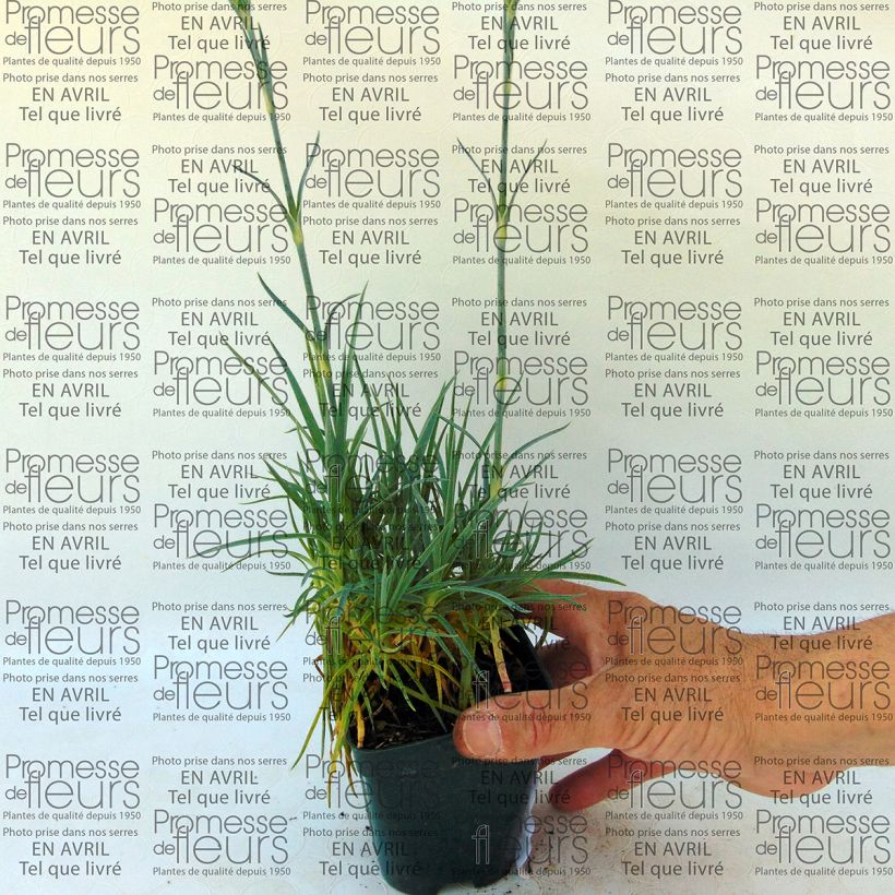 Beispiel eines Exemplars von Feder-Nelke Letitia Wyatt - Dianthus plumarius Kleine Töpfe von 8/9 cm wie geliefert
