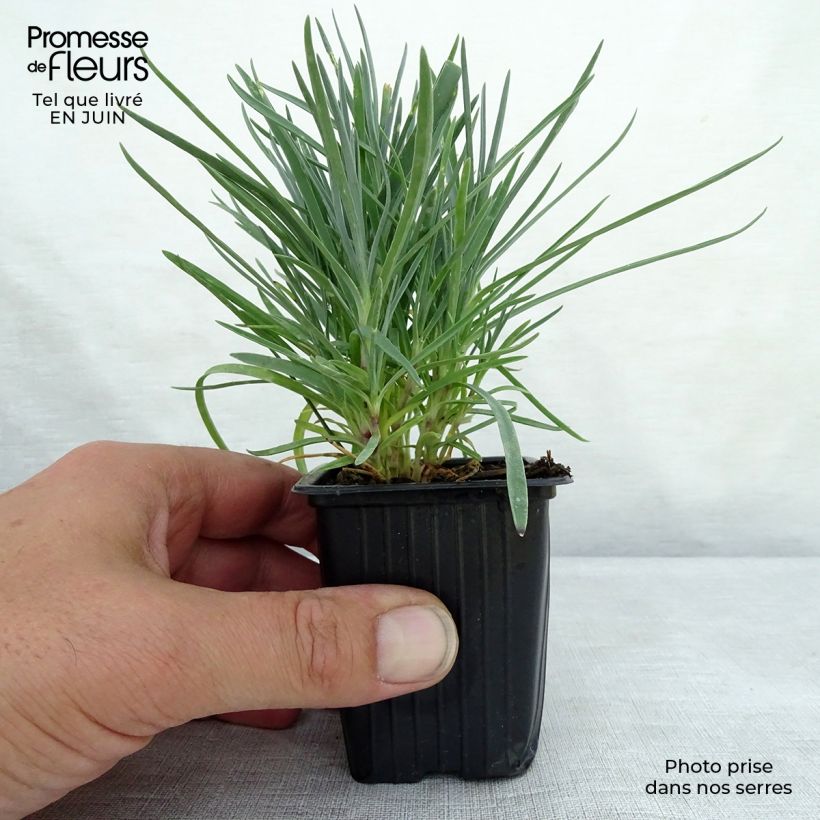 Exemplar von Feder-Nelke Moulin Rouge - Dianthus plumarius Kleine Töpfe von 7/8 cm wie im Sommer geliefert