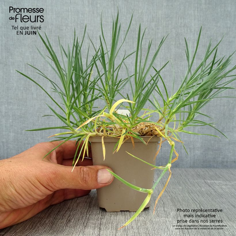 Exemplar von Feder-Nelke Mrs Sinkins - Dianthus plumarius Kleine Töpfe von 8/9 cm wie im Sommer geliefert