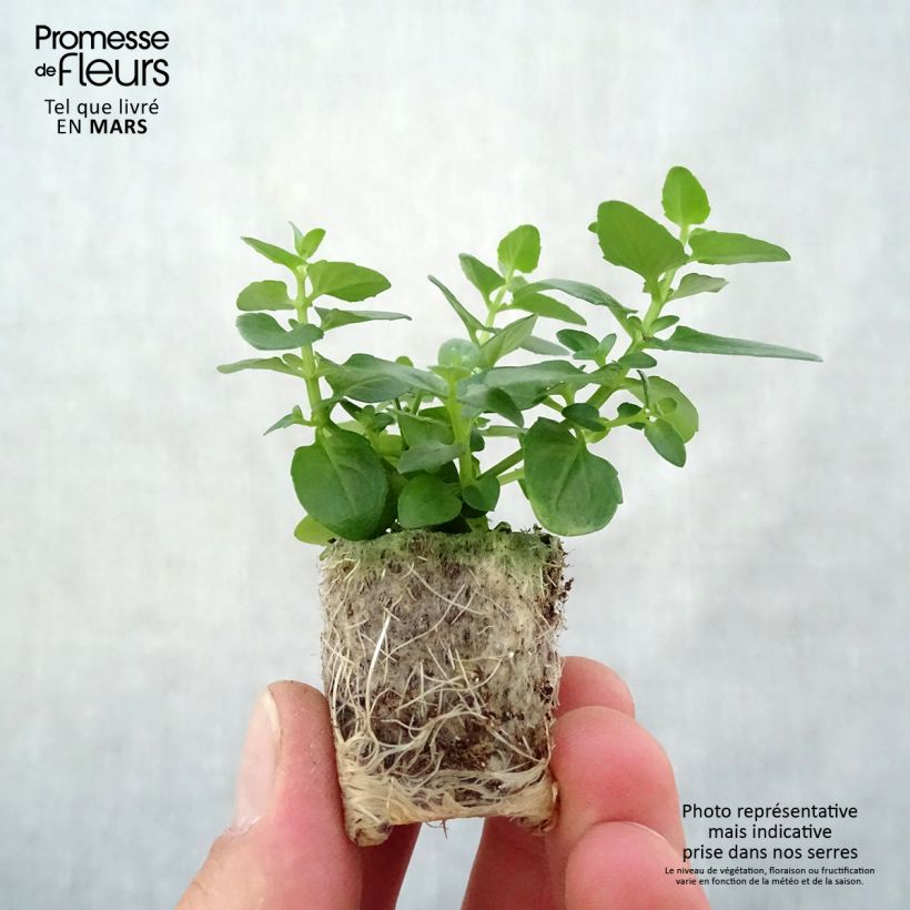 Exemplar von Diascia Breeze Plus Pink - Lachsblume Mini-Plug Ø 1,5/2,5 cm wie im Frühjahr geliefert