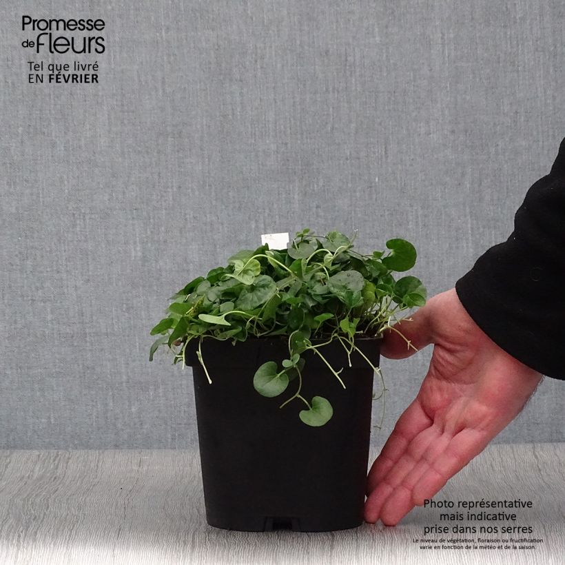 Exemplar von Dichondra repens Topf mit 2L/3L wie im Winter geliefert