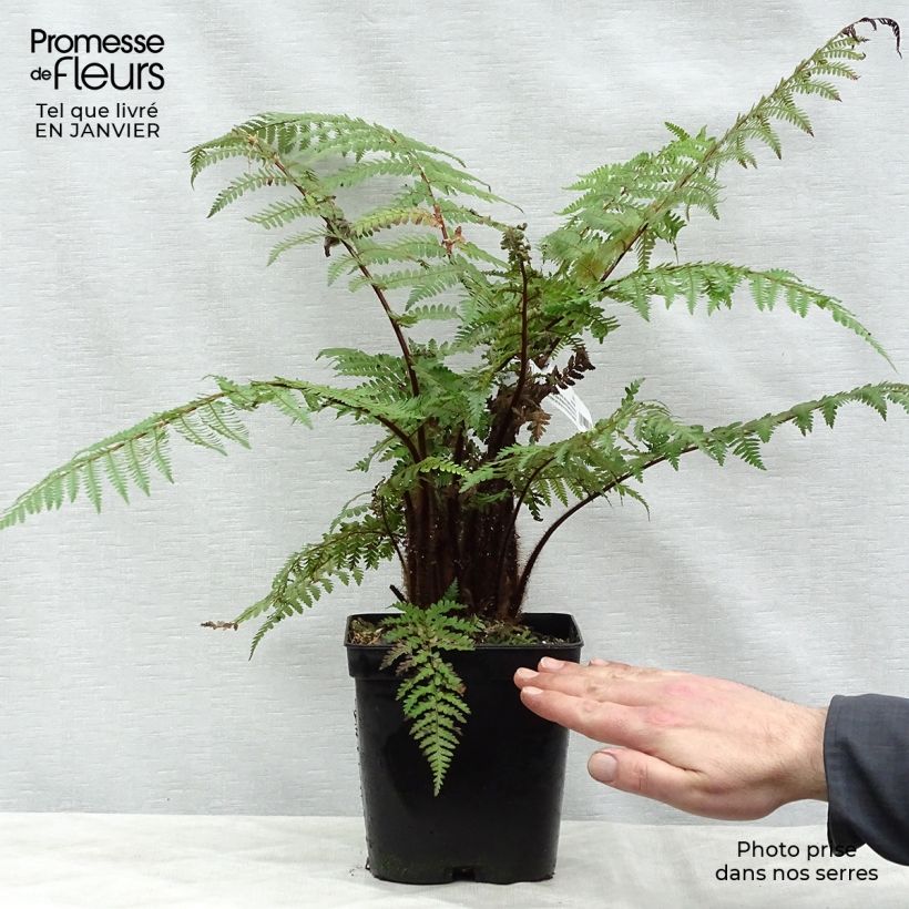 Exemplar von Dicksonia squarrosa - Neuseeländischer Taschenfarn Topf mit 3L/4L wie im Winter geliefert