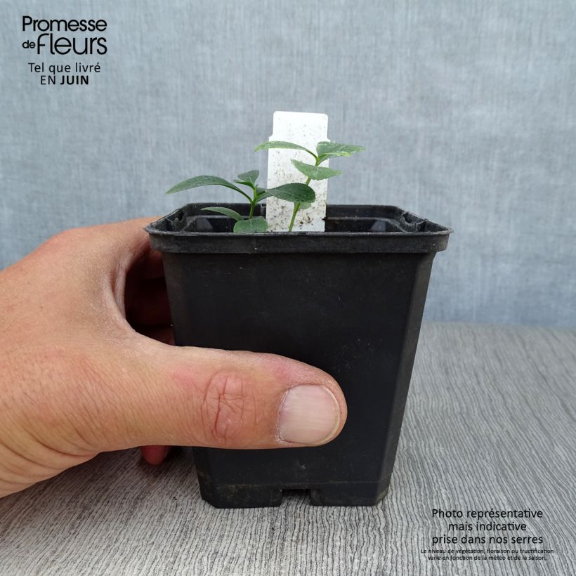 Exemplar von Dictamnus albus - Diptam Kleine Töpfe von 8/9 cm wie im Sommer geliefert