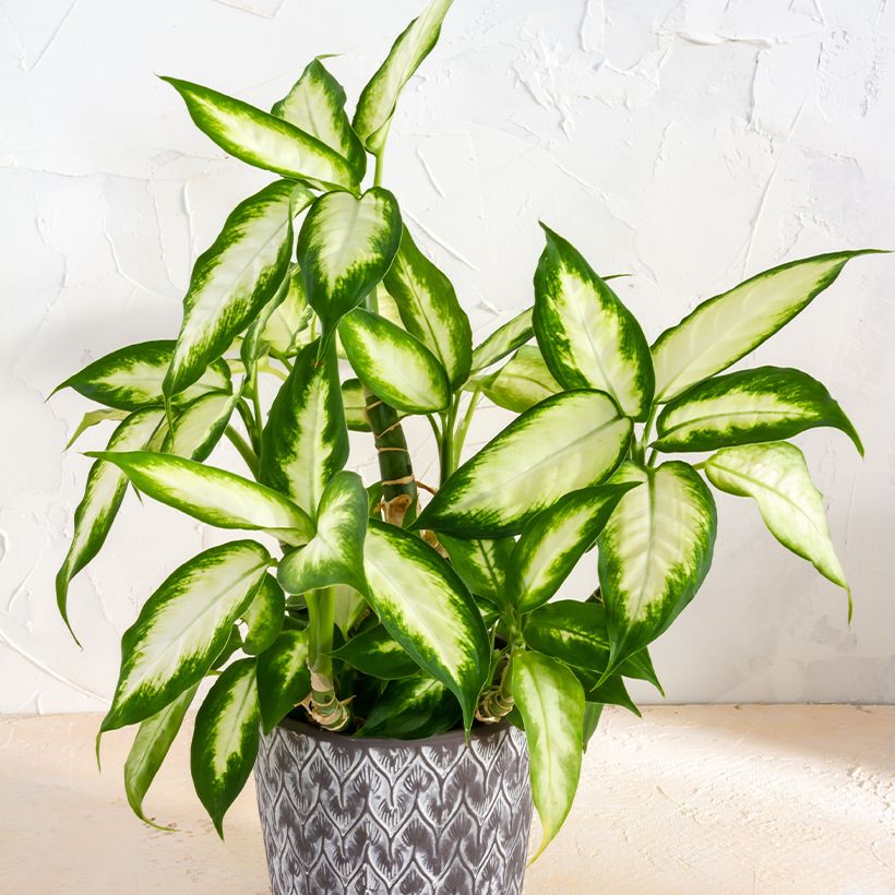 Dieffenbachia Camilla (Laub)
