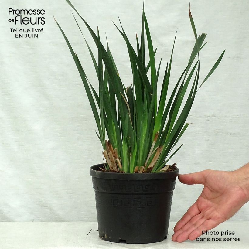 Exemplar von Dietes grandiflora - Dietes Topf mit 2L/3L wie im Sommer geliefert