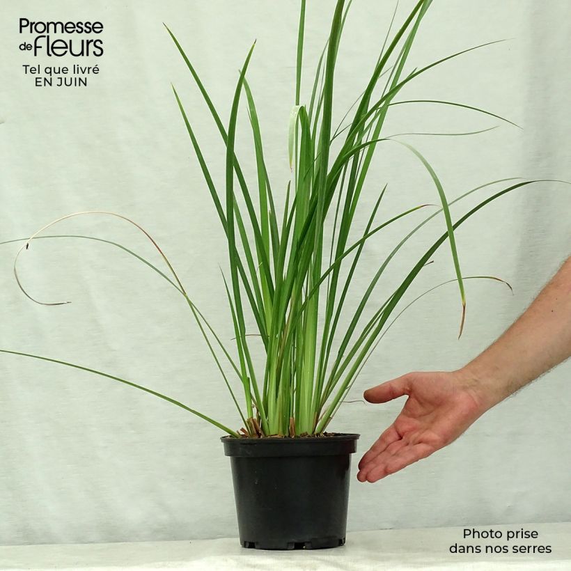 Exemplar von Dietes bicolor - Dietes Topf mit 2L/3L wie im Sommer geliefert